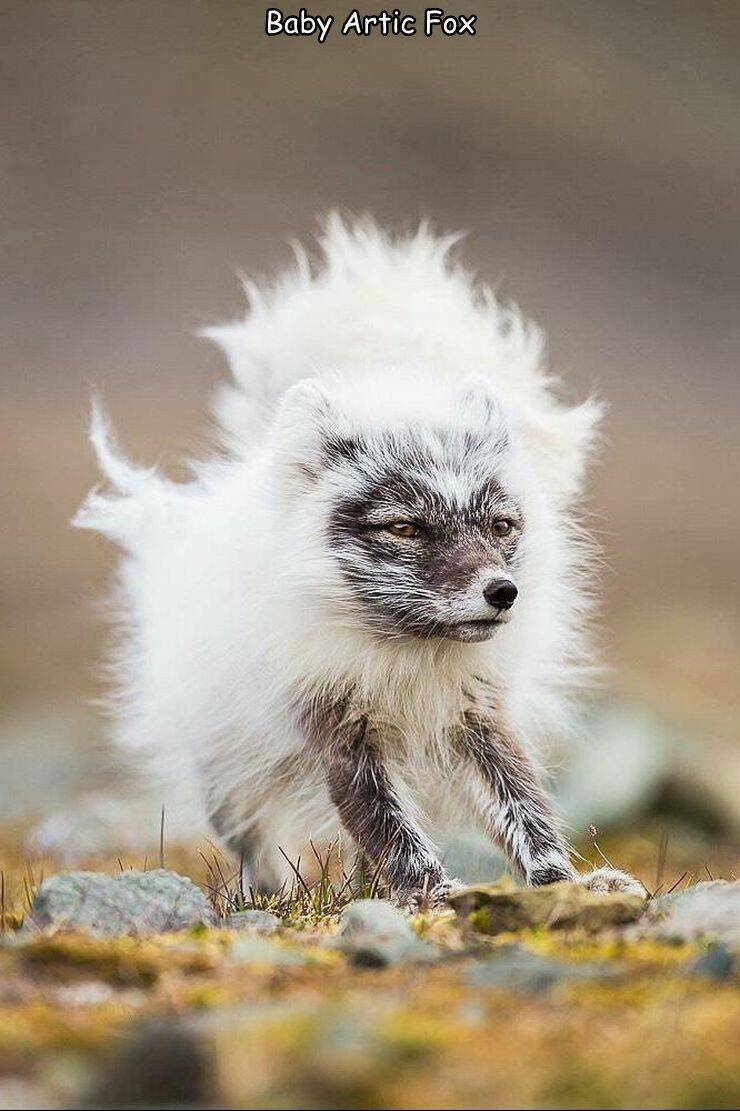 fun random pics - Arctic fox - Baby Artic Fox