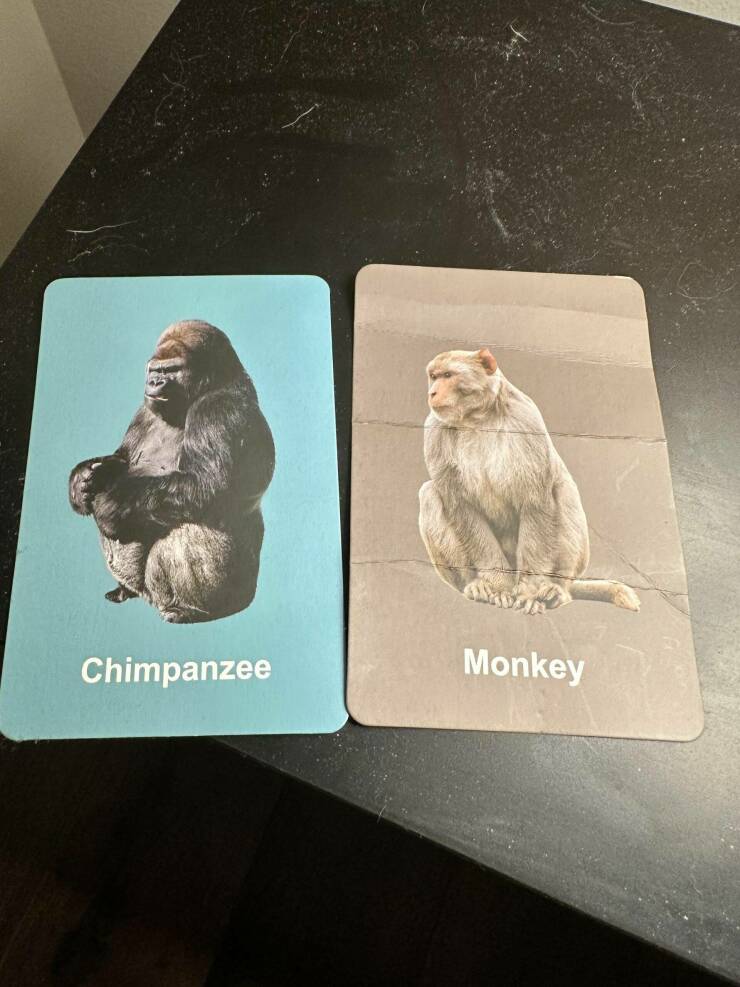 fun random pics - fauna - Chimpanzee Monkey