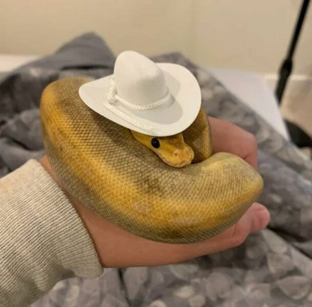 cool random pics - cute snakes with hats