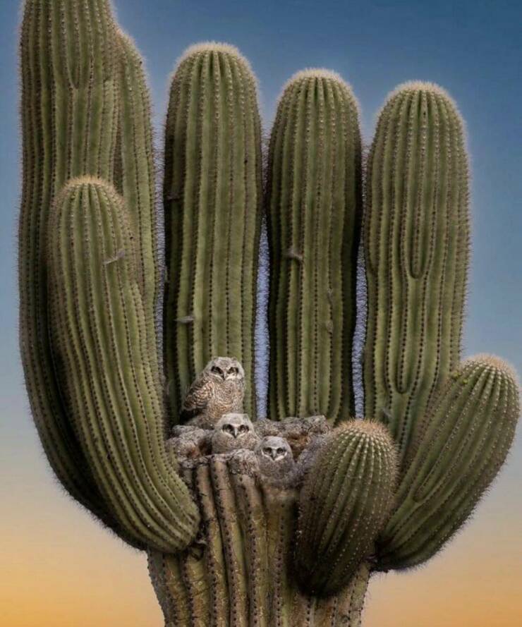 cool random pics - great horned owls in cactus