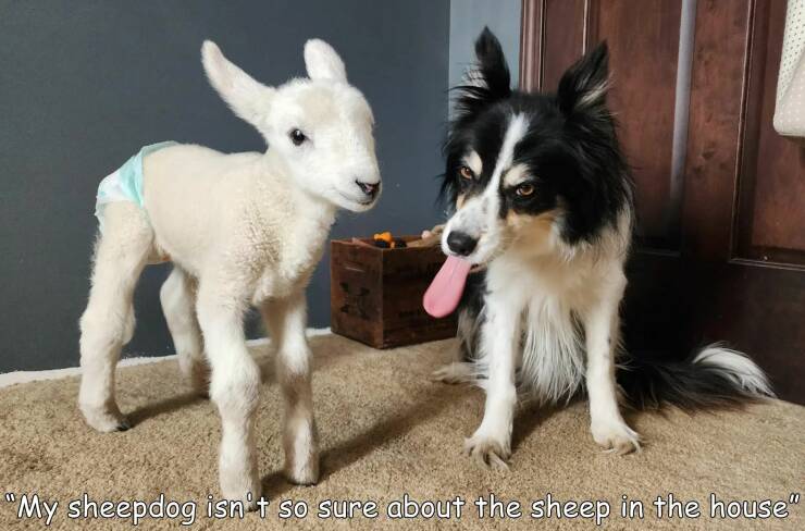 cool random pics - dog - "My sheepdog isn't so sure about the sheep in the house"