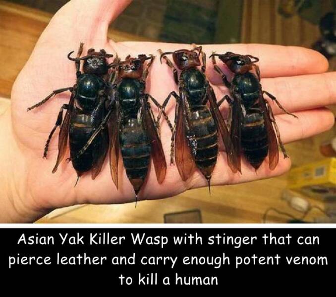 cool random pics - asian giant hornet on hand - Asian Yak Killer Wasp with stinger that can pierce leather and carry enough potent venom to kill a human