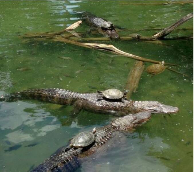cool random pics - onward alligator steed