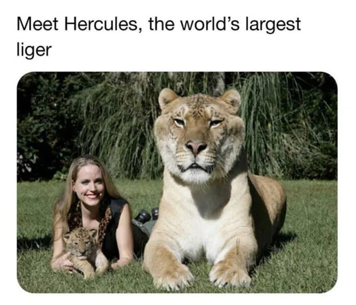 monday morning randomness - liger with humans - Meet Hercules, the world's largest liger
