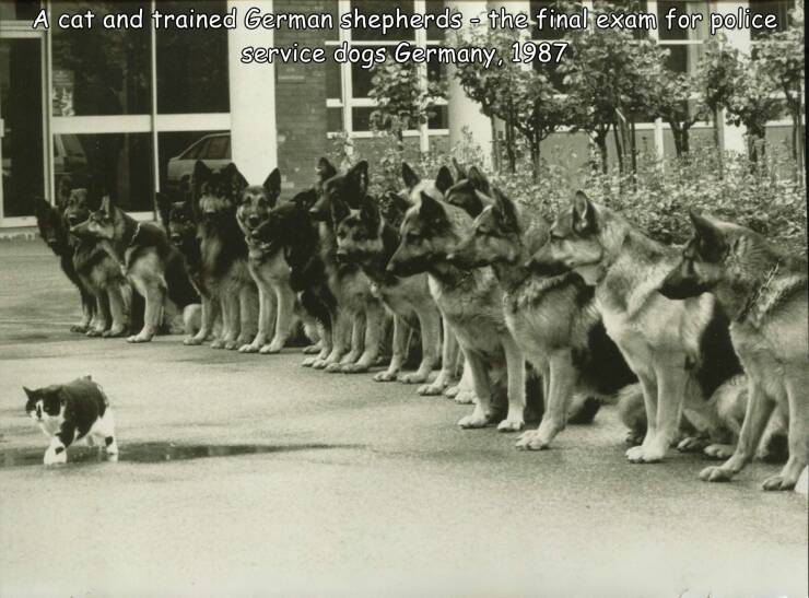 monday morning randomness - cat walking by german shepherds - A cat and trained German shepherds the final exam for police service dogs Germany, 1987