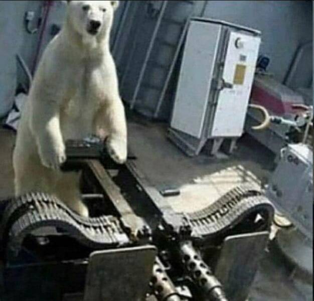 cool pics - polar bear with machine gun meme