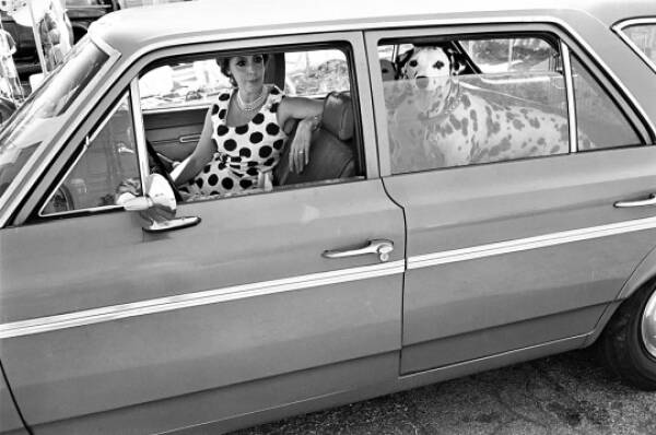 cool random pics - lee friedlander dogs best friend