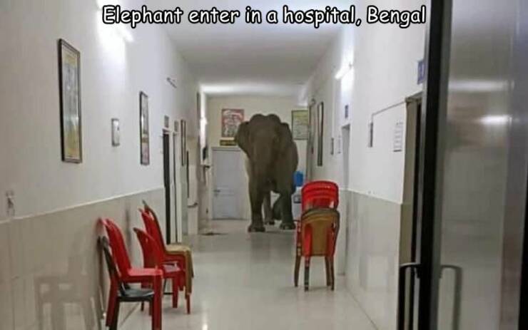 cool random pics - room - Elephant enter in a hospital, Bengal