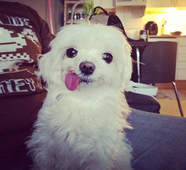 Adorable, with a side of tongue!