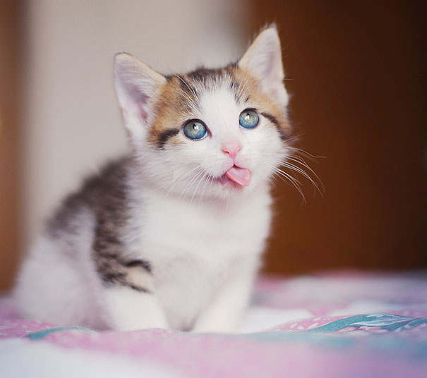 Adorable, with a side of tongue!