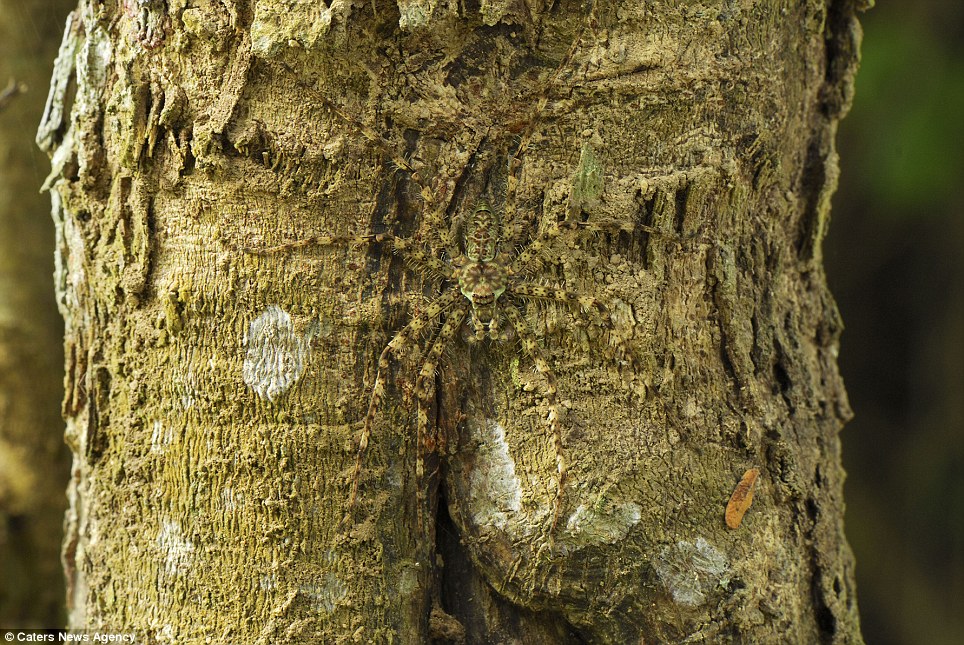 Lichen Spider