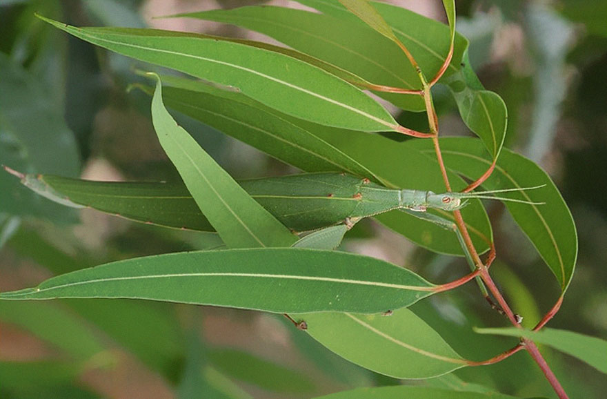 Tropidoderus Childrenii