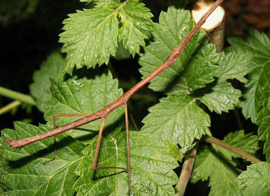 Stick Insect