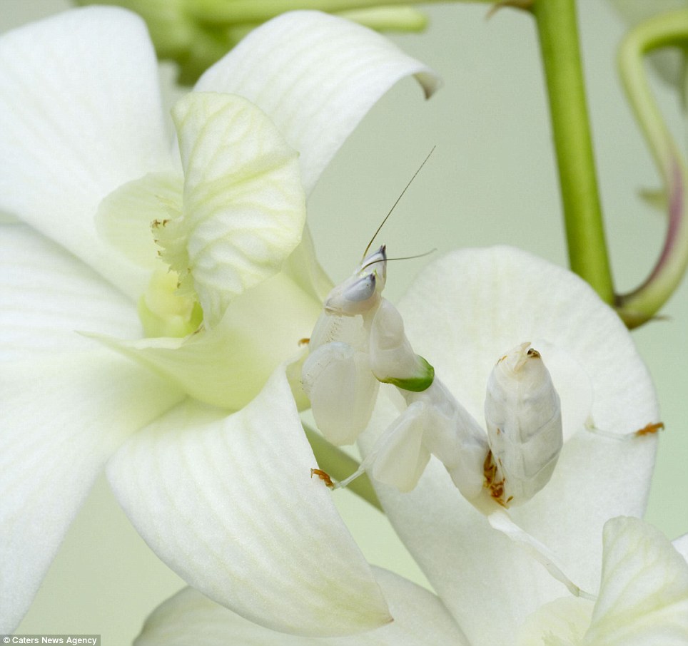 Orchid Mantis