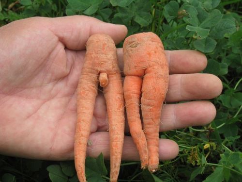 So thats where carrots come from