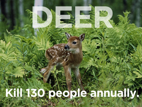 Deer Kill 130 people annually.