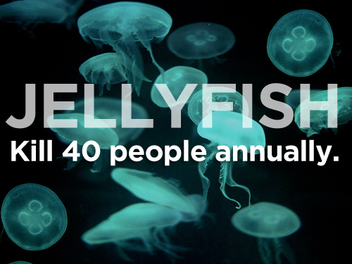 jellyfish - Jellyfish Kill 40 people annually.