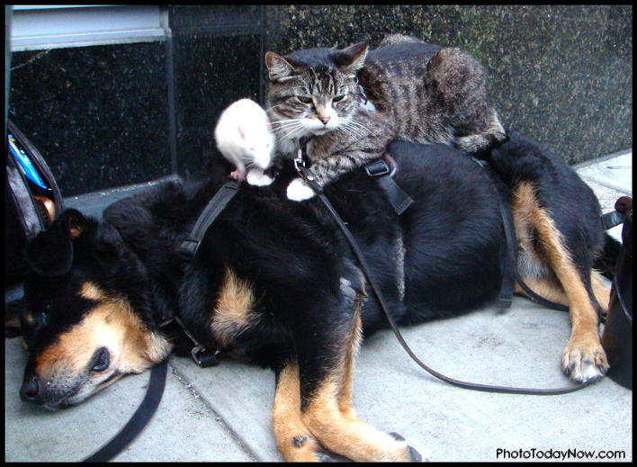cat, dog and a rat

PhotoTodayNow.com