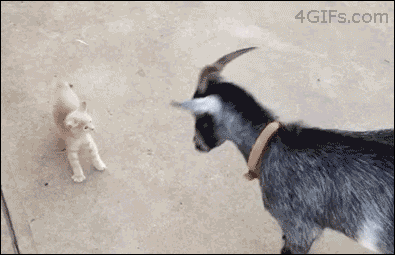Wikked Gifs Vol. 2