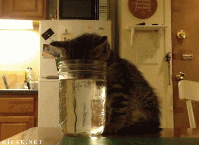 Cats Cats And More Cat Gifs!!!