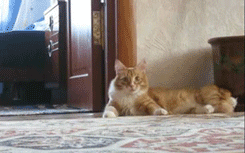 Cats Cats And More Cat Gifs!!!