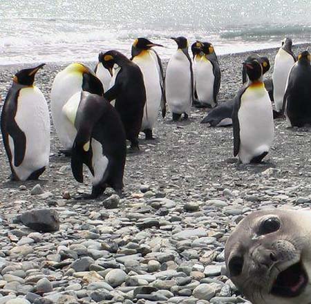 crazy photobombs