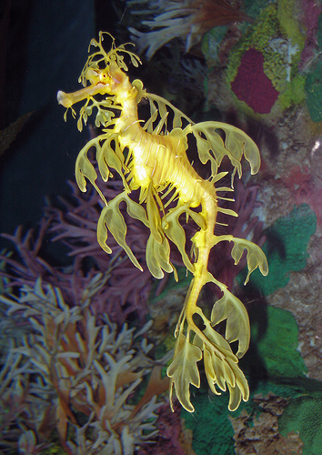 Leafy Sea Dragon