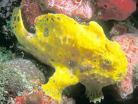 Long-lure Frogfish