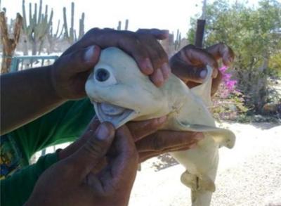Cyclops Fish (albino) Looks fake I know, assure you it is real, just extremely rare)