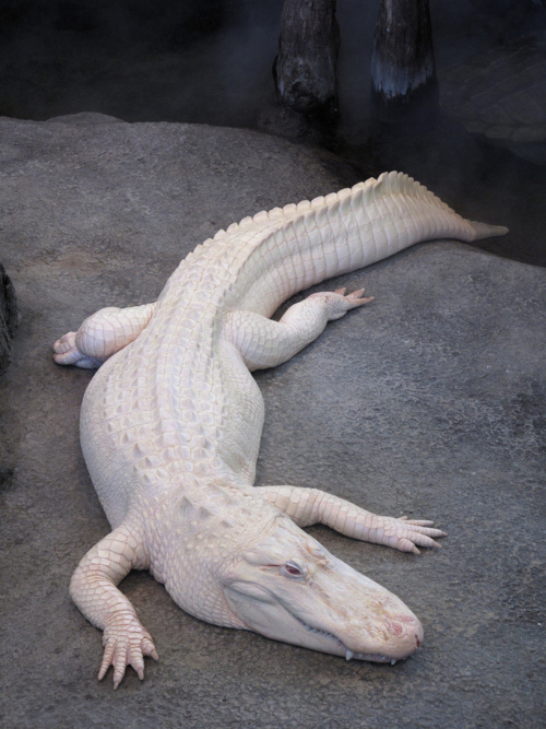 Albino Gator, not deep sea, but rather cool. Also a film by Kevin Spacey, which is average and not cool.