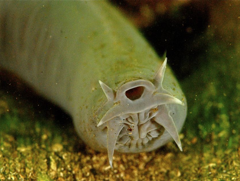 hagfish mouth
