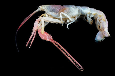 news species, blind lobster, rare genus Thaumastochelopsis