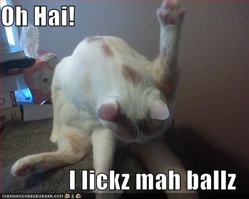 Lolcats Gallery