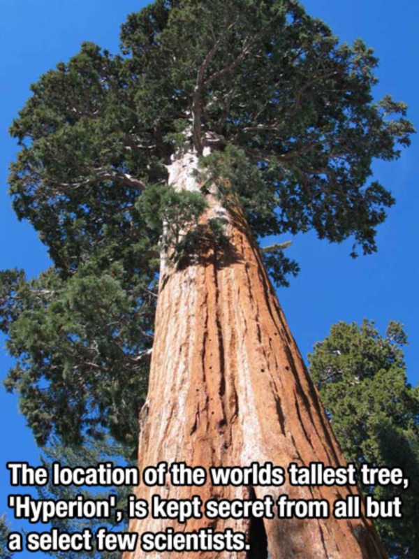 The location of the worlds tallest tree, Hyperion', is kept secret from all but a select few scientists.