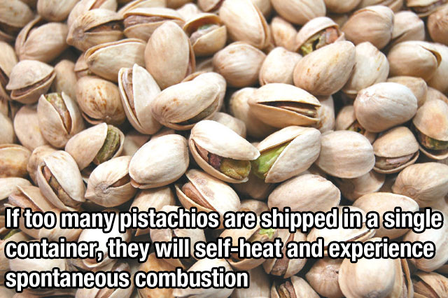 roasted pistachio nuts - If too many pistachios are shipped in a single container, they will selfheat and experience spontaneous combustion