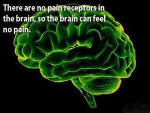 amazing facts on brain - There are no pain receptors in the brain, so the brain can feel no pain.