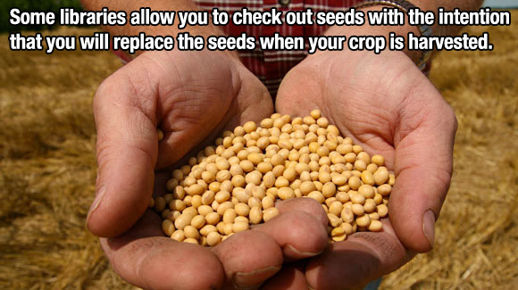 genetically modified seed - Some libraries allow you to check out seeds with the intention that you will replace the seeds when your crop is harvested.