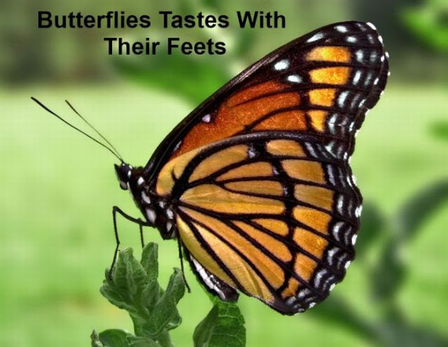 funny butterfly memes - Butterflies Tastes With Their Feets