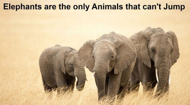 world wild life day - Elephants are the only Animals that can't Jump
