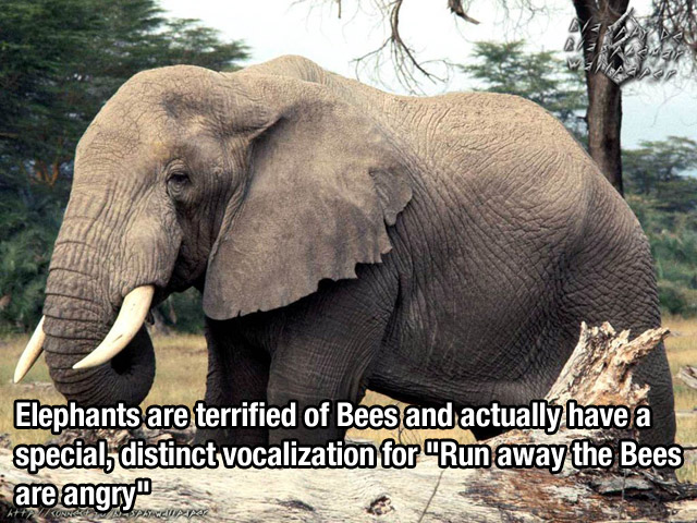 elephant with cheetah - Elephants are terrified of Bees and actually have a special, distinct vocalization for "Run away the Bees are angry 5132