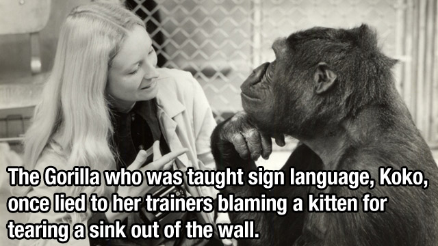 koko the gorilla meme - The Gorilla who was taught sign language, Koko, once lied to her trainers blaming a kitten for tearing a sink out of the wall.
