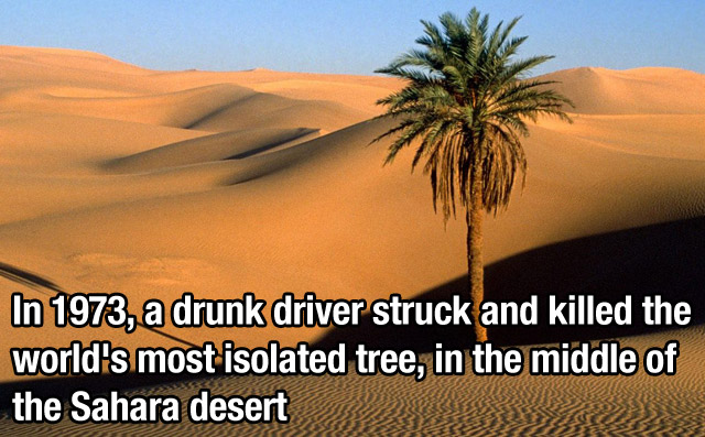 world's most interesting facts - In 1973, a drunk driver struck and killed the world's most isolated tree, in the middle of the Sahara desert