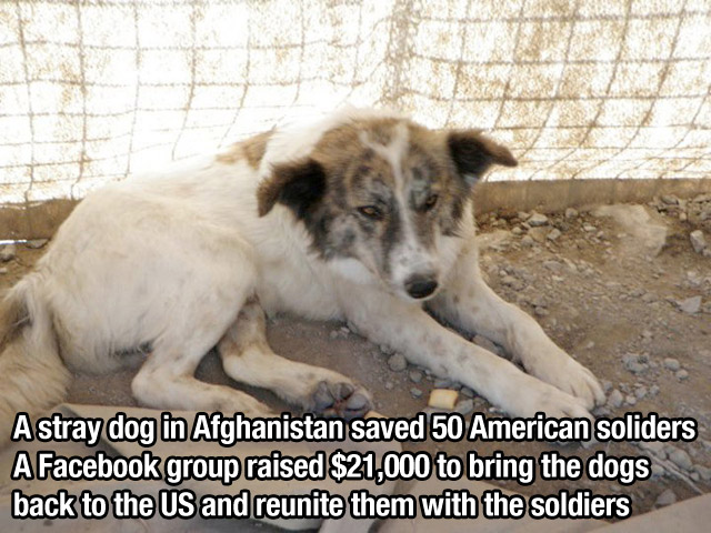 street dog - Astray dog in Afghanistan saved 50 American soliders A Facebook group raised $21,000 to bring the dogs back to the Us and reunite them with the soldiers