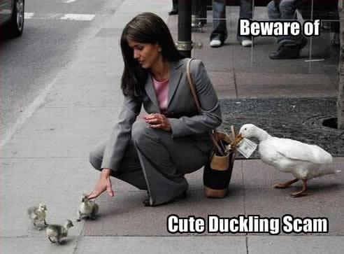 Little duckies play a trick for your money