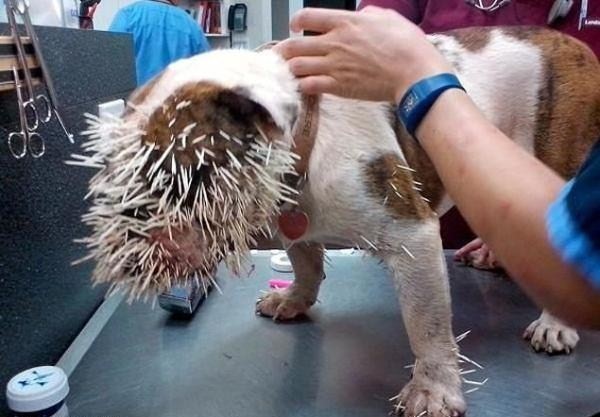 Bulldog spiked with 500 quills after porcupine attack