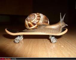 Funny Snails Gallery