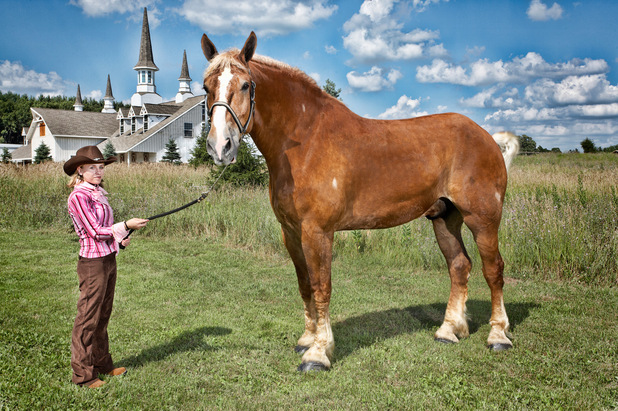 The tallest living horse is Big Jake, a nine-year-old Belgian Gelding horse, who measured 20 hands 2.75 in 210.19 cm, 82.75 in, without shoes, at Smokey Hollow Farms in Poynette, Wisconsin, USA.