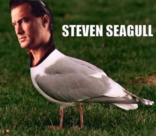 Steven Seagull