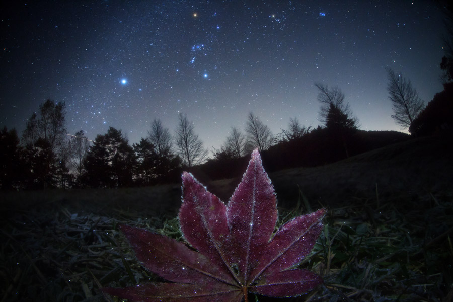Frosted Leaf Orion