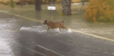 gifs - dog takes a fish from a flood on the streets